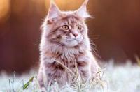 缅因猫成年多大？ 缅因猫体重