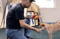 柴犬对人有攻击性吗？ 柴犬咬人怎么训练