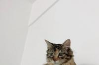 母猫绝育后保暖多久？ 母猫绝育恢复期多久