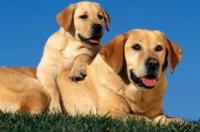 拉布拉多犬和金毛犬的区别？ 金毛猎犬和拉布拉多