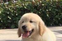 为什么金毛知道自己是金毛？ 金毛为什么叫巡回猎犬?