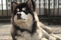 阿拉斯加雪橇犬多少钱？购买时需要注意什么？ 阿拉斯加犬价格大概多少钱一只