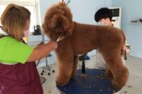长得特别像泰迪的大型犬？ 巨型泰迪和巨型贵宾是一种狗吗