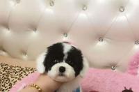 狗狗几个月开始训练最好 训练狗狗从多大开始训练最好