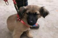 中亚犬寿命一般多长？ 中亚犬能长多大