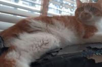 猫猫寿命平均约多长？ 猫有多少年的寿命
