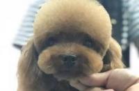 拳师犬寿命最长纪录是多少年？ 猎狐梗美容造型