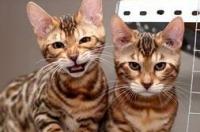 亚洲十大动物？ 孟加拉豹猫怕冷吗