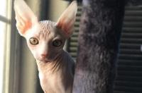无毛猫多少钱一只？ 无猫毛价格多少钱一只?
