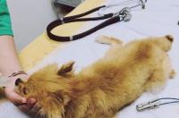 狗狗食欲不振还呕吐 狗狗食欲不振还呕吐