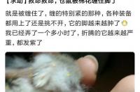 仓鼠冬天需要加温吗？ 仓鼠冬天怎么保暖