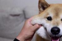 这只狗叫什么？求这只狗的表情包。 狗表情包柴犬