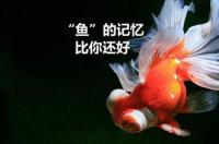 金鱼养7条好吗？ 养多少条金鱼最吉利有财