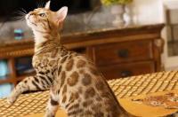 薮猫可以在中国养吗 薮猫在中国合法吗