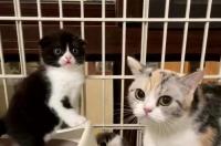 世界上最好看的猫是什么猫？ 小猫照片萌呆