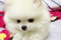 哈多利系博美犬多少钱 博美多少钱一只呀