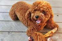 泰迪犬如何训 泰迪犬最笨训练方法