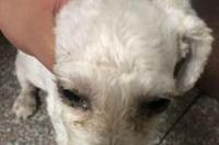 狗狗老有眼屎,是什么原因？ 狗有眼屎是什么原因