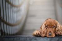 对于不太了解犬类的人来说，可卡和史宾格犬哪个好？怎么区分呢？ 可卡犬和史宾格