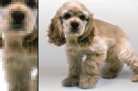 可卡布犬多大？ 美国可卡犬介绍