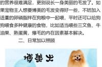 博美犬喜欢吃什么东西？ 博美喜欢吃什么