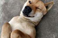 土狗与宠物犬区别(狼狗与土狗的区别) 土猎犬和土狗区别
