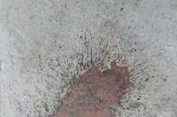 庆大苦木对狗狗拉稀拉血有效果吗 狗狗拉稀喝庆大霉素管用吗