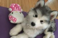 狗狗冠状病吃什么药？ 狗狗犬冠状病毒症状