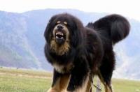 藏獒能不能斗过狼？ 藏獒和狼青犬打架谁厉害