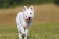 荣格八维人格分析？ 瑞士牧羊犬性格