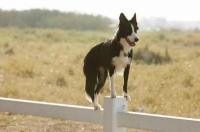 2个月边牧怎么教大小便？ 边牧犬如何训练大小便