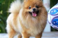 茶杯博美犬和俊介区别？ 博美区别