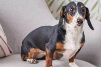 腊肠和比格的区别？ 长毛腊肠犬和短毛腊肠犬哪个好