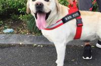 十大无体味不掉毛的中型犬？ 中型犬都有什么品种