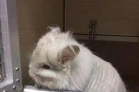 龙猫，长毛和短毛区别哪里？ 长毛龙猫多少钱