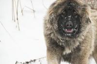 杜高犬为什么禁？ 高加索牧羊犬禁养吗