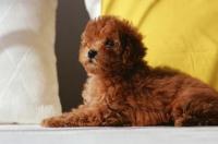 贵宾犬的优缺点？ 贵宾犬造型大全