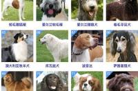 大型宠物狗的品种 大体型狗狗品种大全