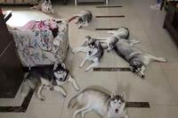 雪橇犬有哪几种？ 哈士奇有几种