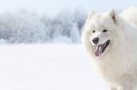 最大的哈士奇是什么品种？ 格陵兰犬和哈士奇