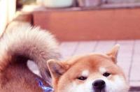 柴犬有一张柴犬穿连帽衣的图片 可以帮找？小清新的 柴犬壁纸手机壁纸
