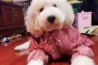 巨贵带白毛是怎么回事？ 白色巨型贵宾犬