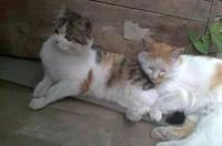 猫猫患肾衰竭能治好吗？ 猫肾衰竭去世前征兆
