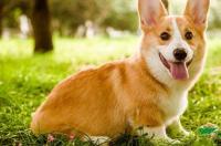 柯基体型有几种？ 柯基犬种类