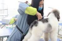 美容院的骗局揭秘 宠物美容师骗局