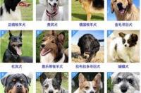 聪明的狗狗排行榜 犬种智商排名