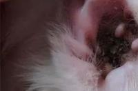 猫耳螨会传染人吗 耳螨会传染给人类吗