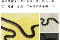 世上最吓人的一条蛇是哪一个国家？ 艾基特林海蛇