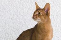 阿比西尼亚能长多大？ 阿比西尼亚猫多少一只