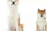 秋田犬和柴犬的区别是什么？ 柴犬 秋田 区别